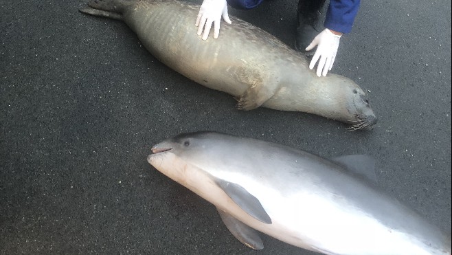 Le Portel : un phoque et un marsouin retrouvés morts sur la plage