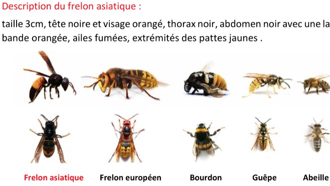 Pas de Calais : la guerre contre le frelon asiatique est déclarée !