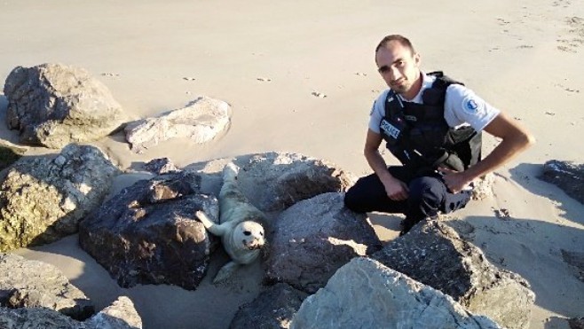 Berck : les policiers sauvent un bébé phoque