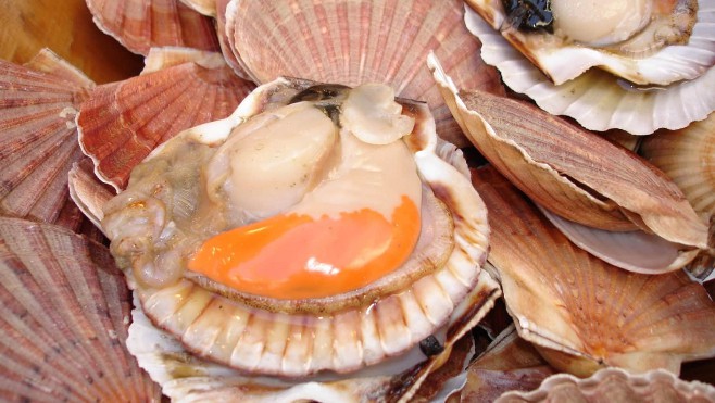 La pêche à la coquille Saint-Jacques est ouverte !