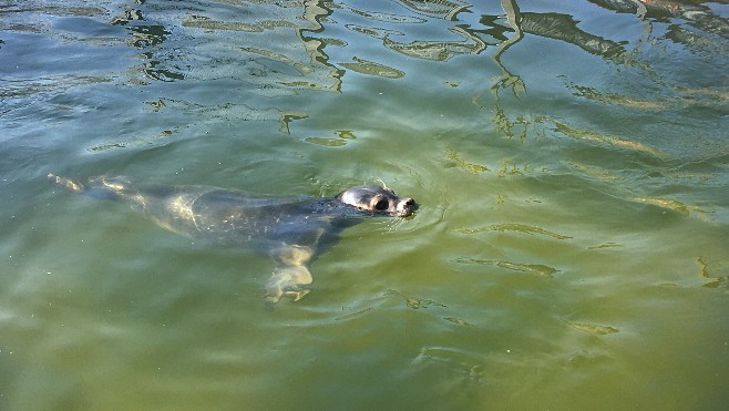 Trois phoques gris relâchés samedi midi à Calais 