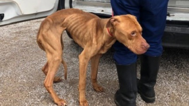 Mowgli transféré samedi au Centre Hospitalier vétérinaire de la Région