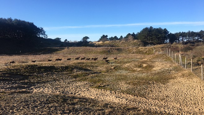 Des moutons lâchés dans les dunes de la Slack