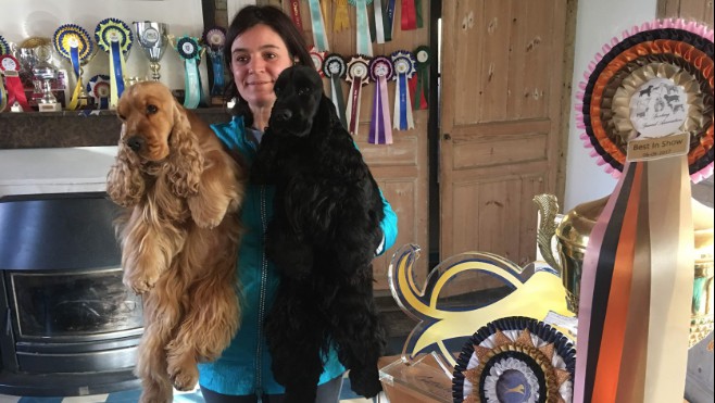Lady Laid, cocker anglais de Saint Inglevert, décroche une 2ième place au salon de l’agriculture !