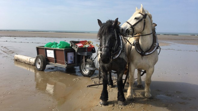 Dune et Calypso aident au ramassage des déchets sur les plages du boulonnais.