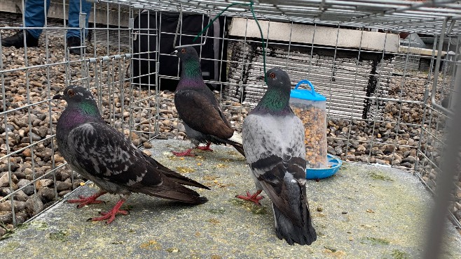Etaples lance un plan d'action pour réguler la population de pigeons