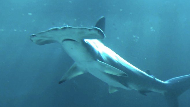 Nausicaa : nouveau décès de requin-marteau et le dernier est au plus mal