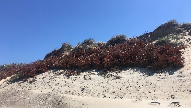 Oye-Plage : des sapins pour protéger le cordon dunaire