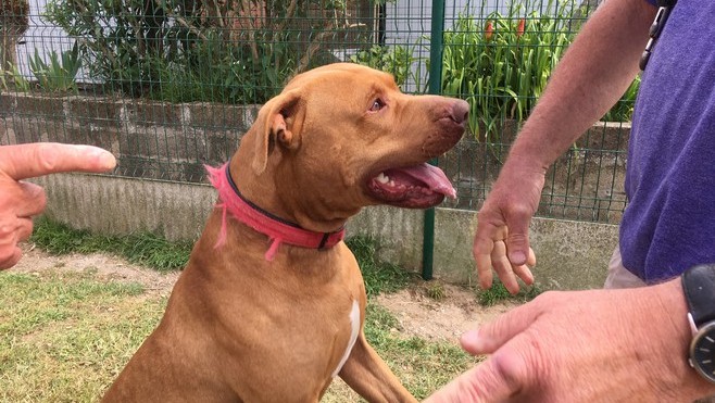 10 ans d'interdiction de détenir un animal pour le propriétaire de Mowgli !