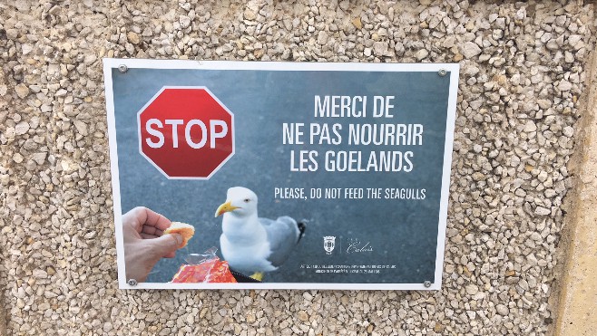 Reprise de la campagne de stérilisation des goélands à Calais et au Touquet