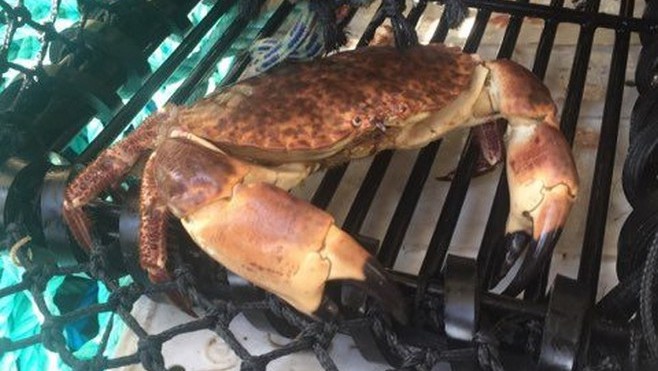 Des hamburgers et des pizzas au crabe ce week-end à Audresselles !