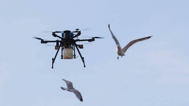 Calais : la ville utilise un drone pour stériliser les œufs de goélands 