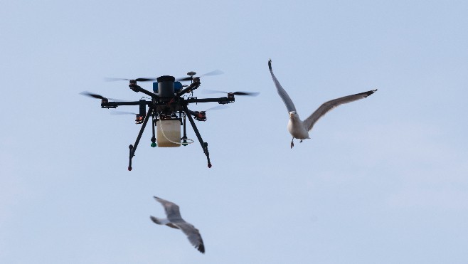 Calais : la ville utilise un drone pour stériliser les œufs de goélands