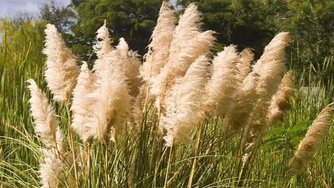 Risque élevé d'allergie aux pollens dans les Hauts-de-France