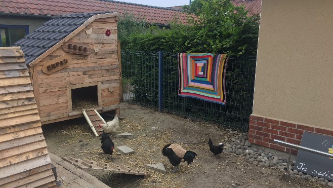 Un EPHAD de Calais mise sur un poulailler pour le bien-être de ses résidents 