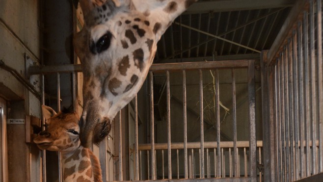 Une girafe est née à Bellewaerde