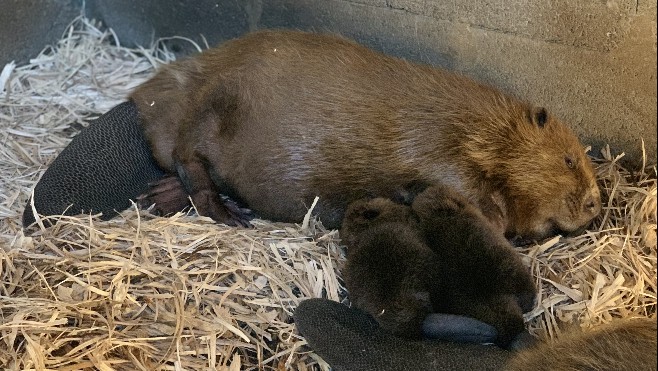 Deux naissances chez les castors d'Europe au Zoo de Fort-Mardyck