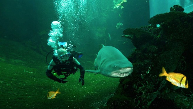 Nausicaa perd son plus vieux requin,