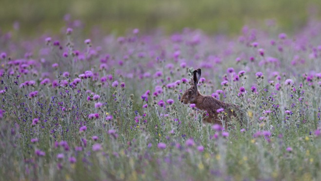 C’est l’ouverture de la chasse ce week-end…