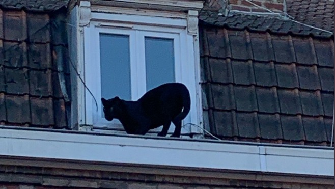Une panthère noire se promène sur toits et créé la panique à Armentières. 