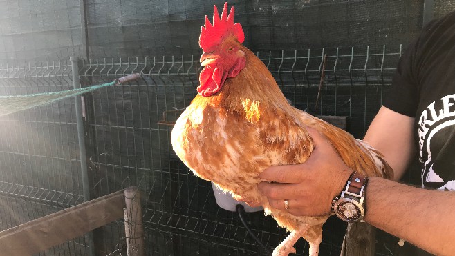 A Rang-du-fliers, le coq Maurice sommé de ne plus chanter