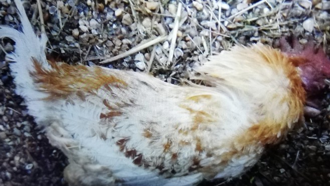 Rang-du-Fliers: le coq Maurice retrouvé mort, sa propriétaire ne compte pas lâcher l'affaire