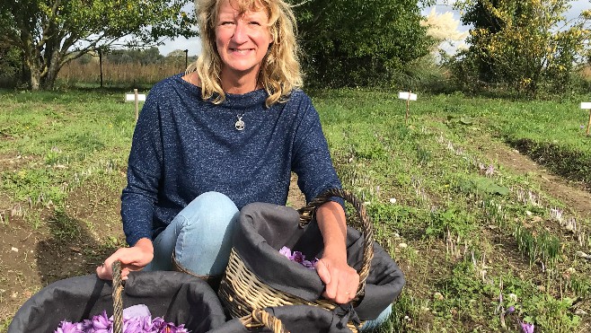 C'est l'heure de la récolte pour le safran de la baie de Somme !