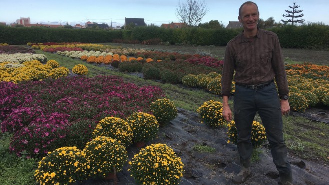 Depuis 90 ans, les serres Beyaert produisent leurs chrysanthèmes à Dunkerque.