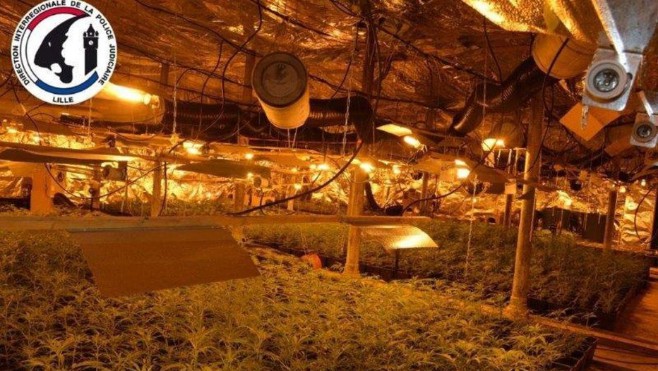 Saisie record de 8000 pieds de cannabis à Roubaix