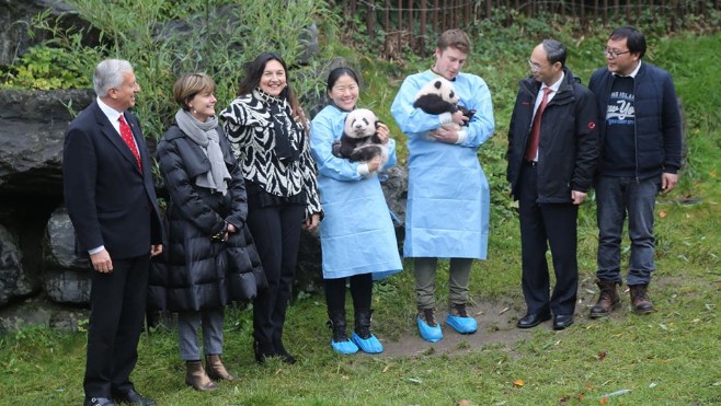 A Pairi Daiza, les nouveaux bébés pandas ont reçu leur prénom !