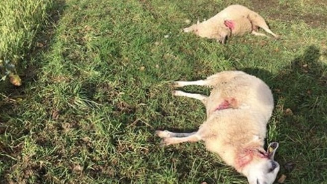 Quel animal a tué des brebis dans 3 exploitations du Pas-de-Calais ?