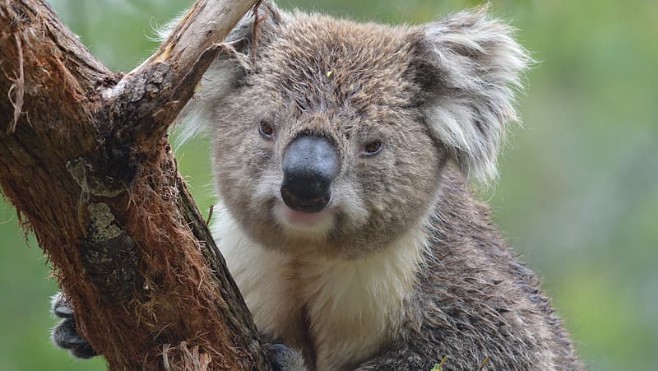 Boulogne: l'espace Maes se mobilise pour venir en aide aux animaux victimes des incendies en Australie