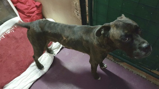 Pas-de-calais : un chien d'une maigreur cadavérique sauvé par la Police 