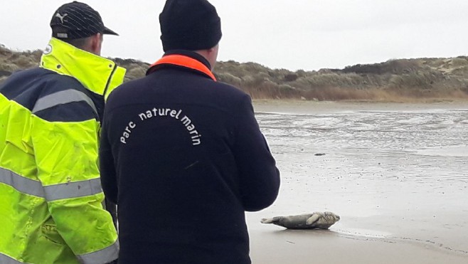 Un veau marin et un bébé phoque, blessés, secourus sur les plages de la Côte d'Opale 