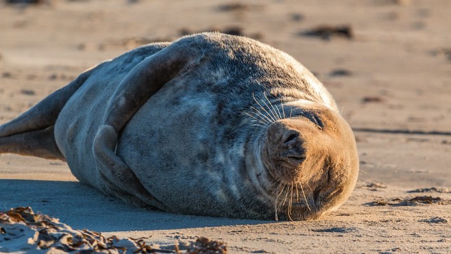 Un phoque se repose sur la plage de Dunkerque. N'approchez-pas.