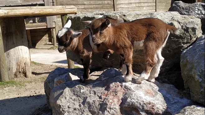 Trois premières naissances au parc zoologique de Fort-Mardyck