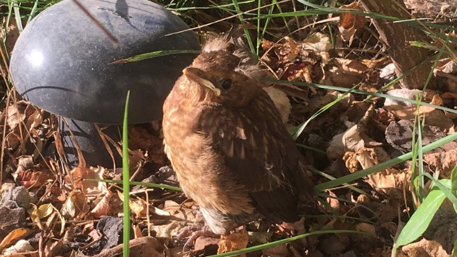 « Confinés mais aux aguets… », comptez les oiseaux !