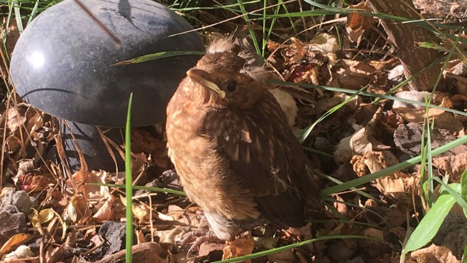 « Confinés mais aux aguets… », comptez les oiseaux !