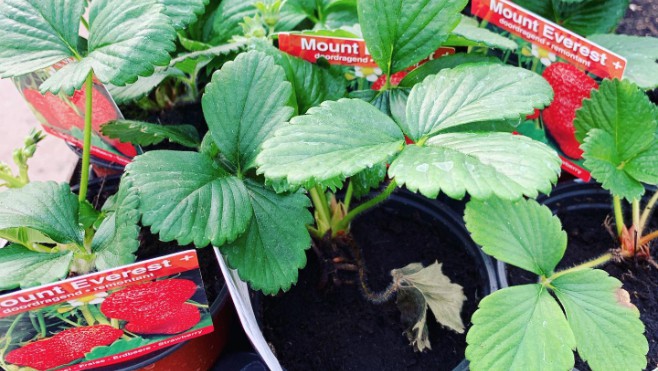 On peut à nouveau acheter des plants potagers dans les jardineries !