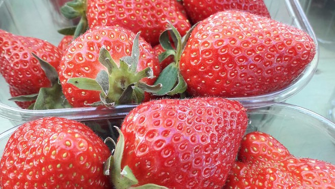 A Landrethun les Ardres, c’est la pleine saison à la ferme des fraisiers !