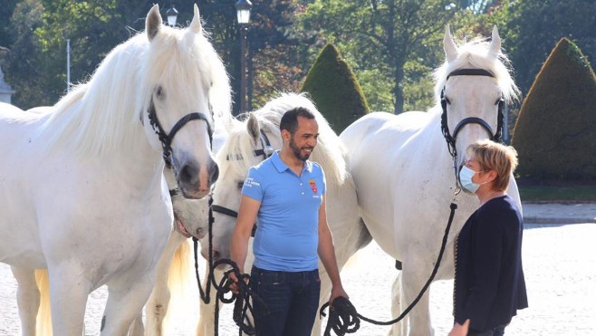 Des chevaux boulonnais ayant frôlé la mort s'offrent une seconde vie en patrouillant sur la plage de Calais