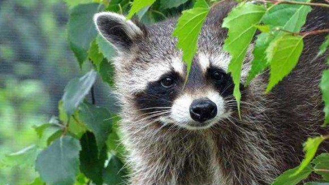 Le zoo de Fort-Mardyck va rouvrir le 6 juillet prochain