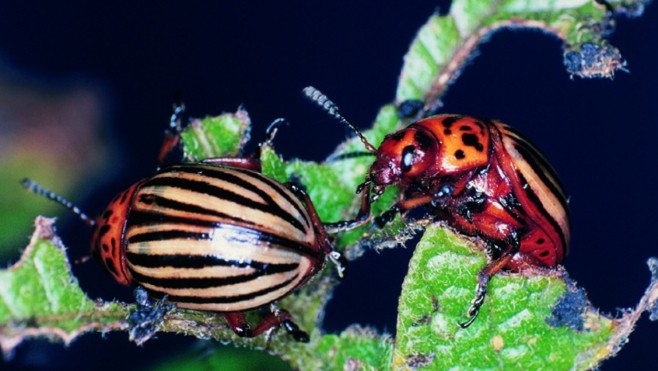 Jardinage : les doryphores sont de retour...