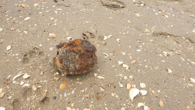Zuydcoote : 2 grenades découvertes puis détruites sur la plage samedi
