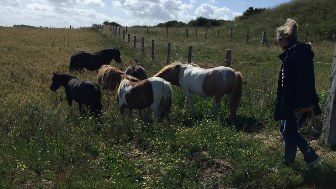 8 poneys échappés d'un enclos lundi matin à Wimereux.