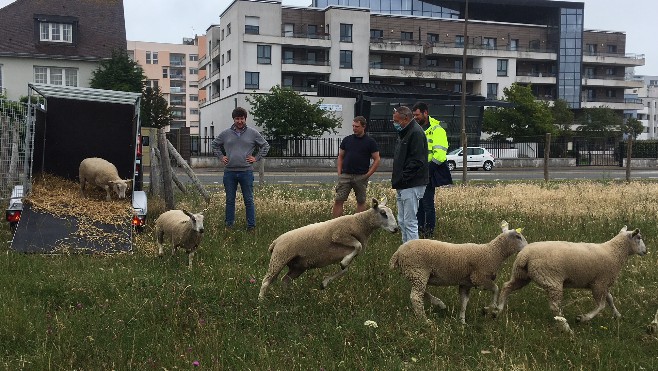Des moutons de race boulonnaise ont pris leurs quartiers près de la plage de Calais