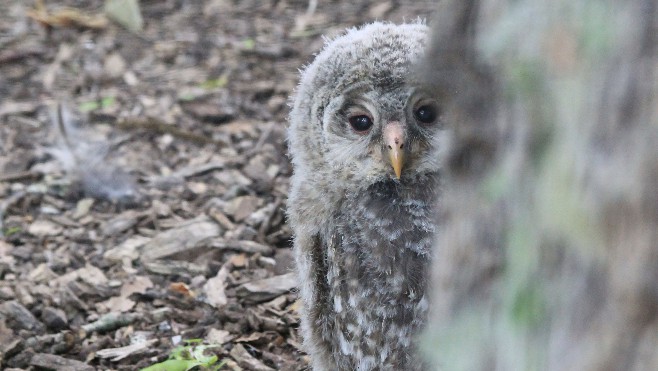 Zoo d'Amiens : dans le cadre d'un projet de réintroduction, 4 chouettes de l'Oural vont être transférées en Allemagne