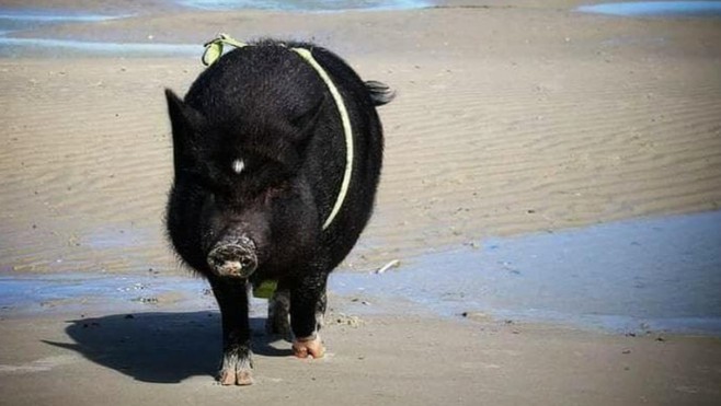 Un cochon sur la plage de Fort-Mahon