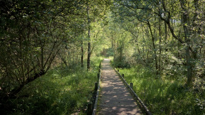 Découvrez les plantes du marais de Condette !