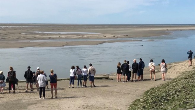 Sur notre littoral, les phoques ont toujours autant de succès !